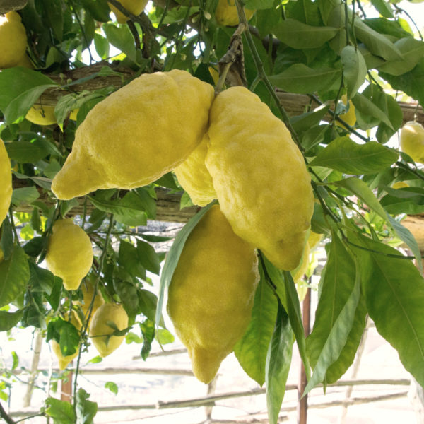 The Amalfi Lemon Experience