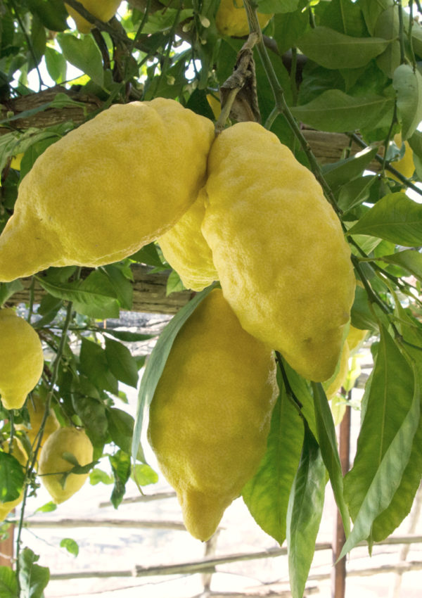 The Amalfi Lemon Experience