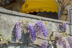 ciao-amalfi-positano-wisteria-1