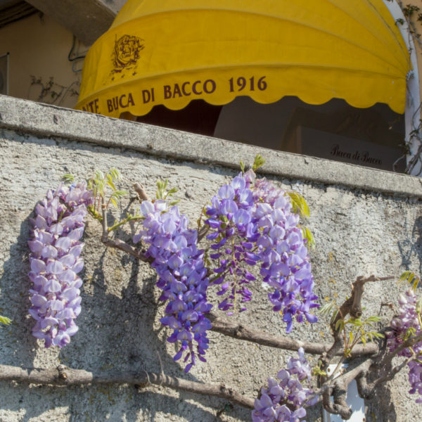 ciao-amalfi-positano-wisteria-1